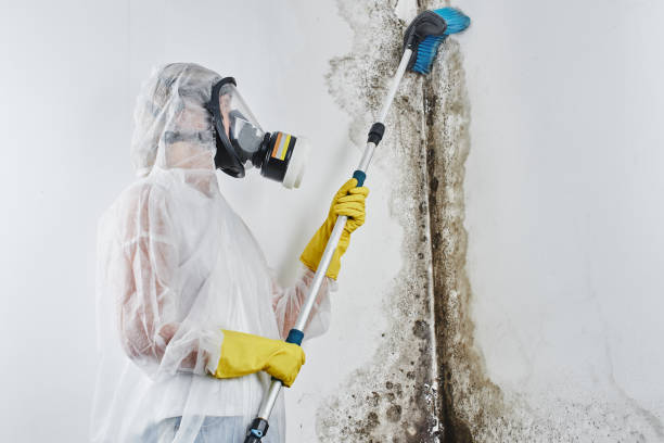 Best Toxic Mold Removal  in Bridgetown, MS