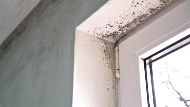 Mold Removal Process in Bridgetown, MS