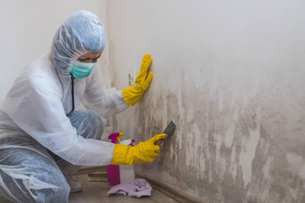 Best Commercial Mold Removal  in Bridgetown, MS