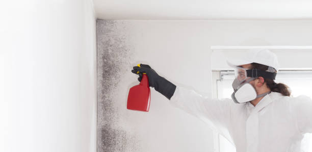 Best Attic Mold Removal  in Bridgetown, MS
