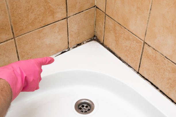 Best Certified Mold Removal  in Bridgetown, MS
